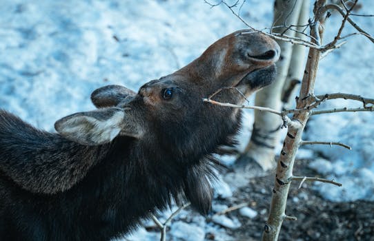 Úspěšná adaptace československých emigrantů v Kanadě